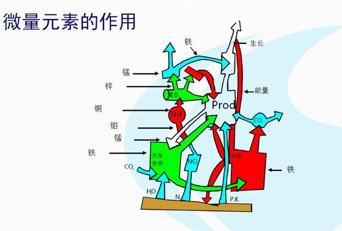 全自动微量元素分析仪厂家分析体内微量元素的互相作用